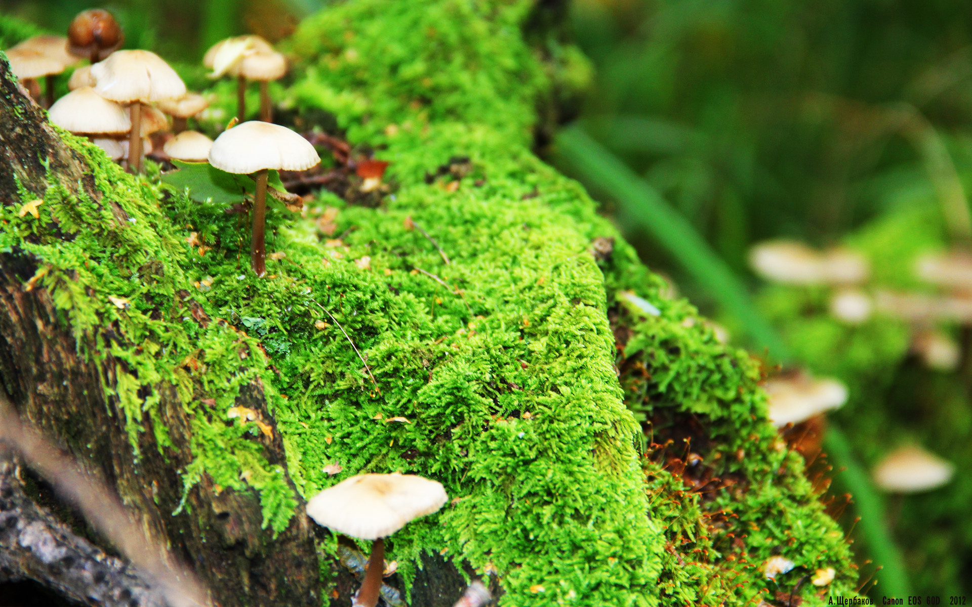 爱游戏官方-“意甲冲刺圈不断扩大，争夺欧战资格”，意甲抢断榜