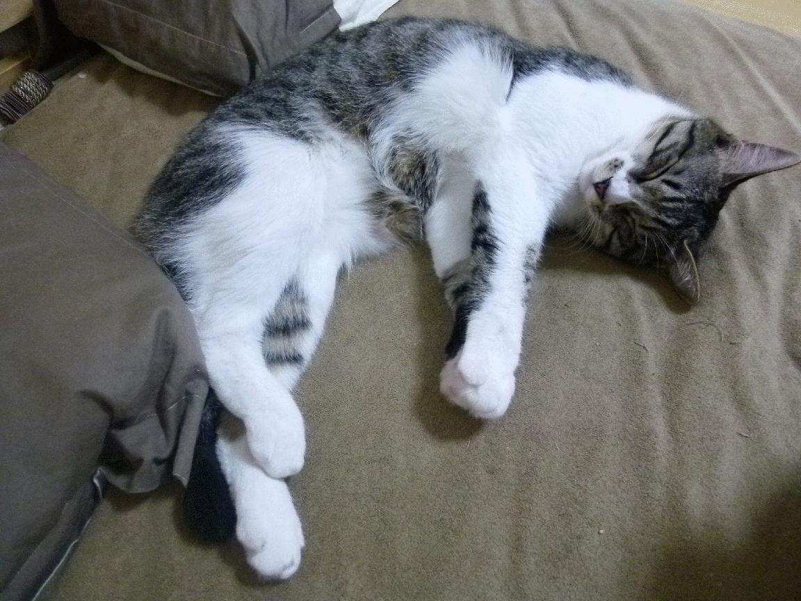 “意甲劲敌鏖战，冠军悬念持续升温”，意甲冠军来群里看看