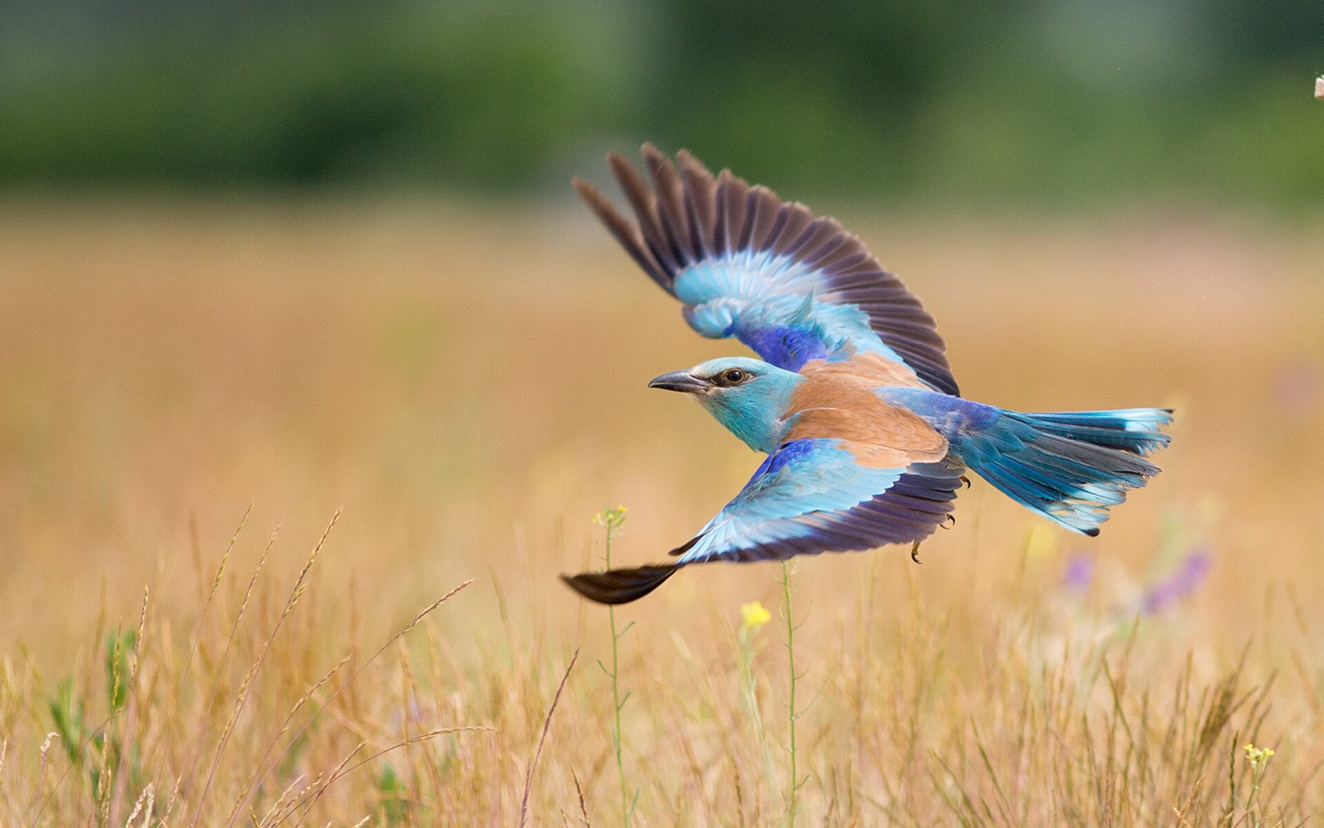 爱游戏中国官方网站平台-中国队门将费尔南德斯在巴黎奥运会上展现出高水平的扑救能力，费尔南德斯女单