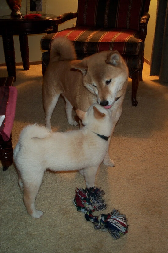 日本马术协会与非洲马术协会开展技术援助项目,提升当地水平。