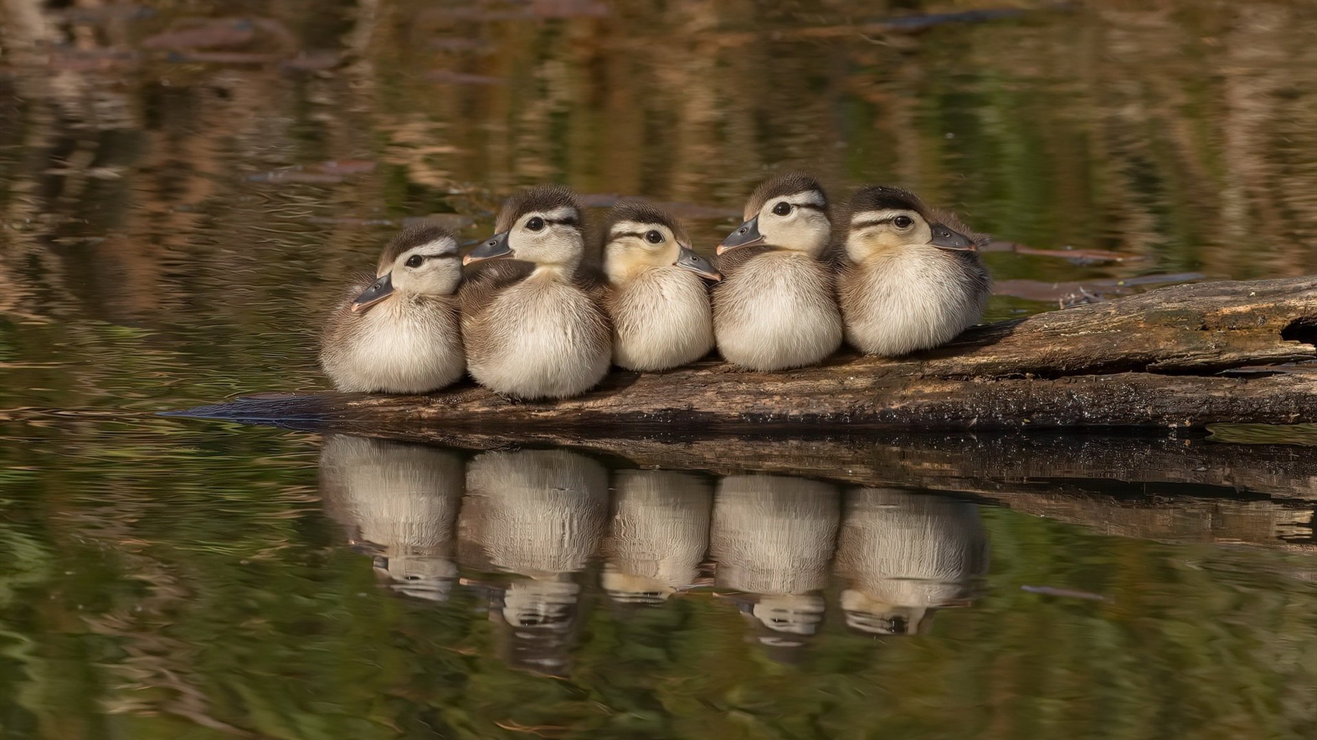 爱游戏综合娱乐-法甲争冠焦点：豪门激战，悬念还未揭晓，法甲新豪门