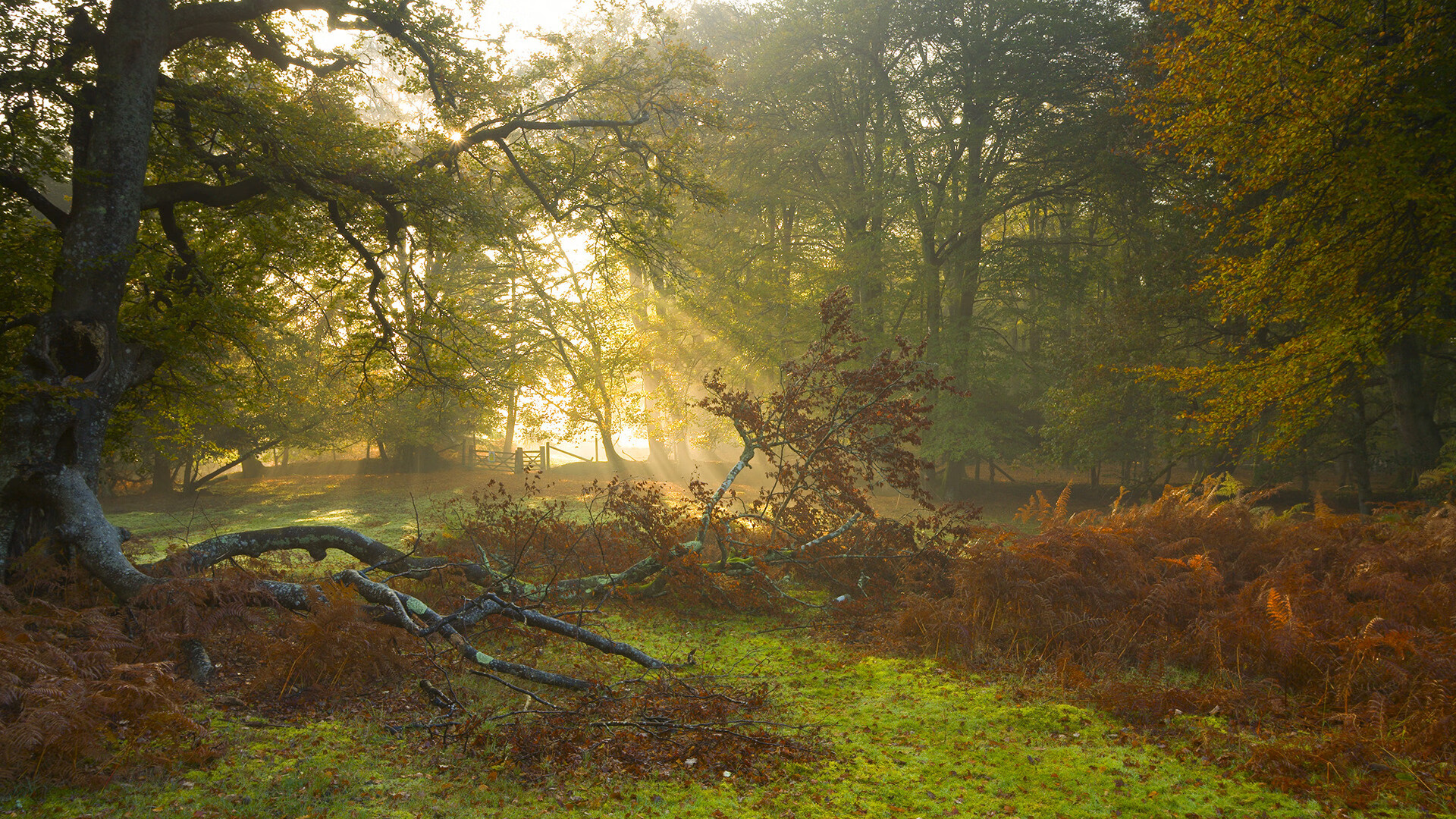 赛季闪光点:运动精神的极致表现