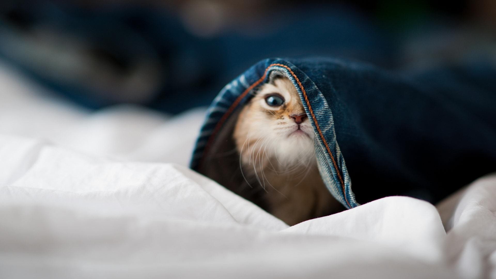 爱游戏在线娱乐官网-外援融合是否成为球队战术多样性关键，啥是外援