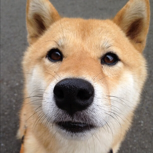 外援身价是否对国内球员薪资结构产生影响,足球外援年薪