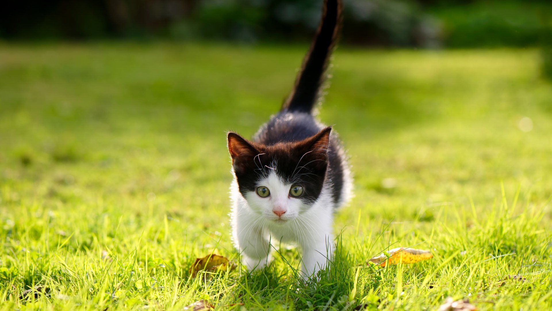 爱游戏 电竞-托桑·埃夫布奥姆万在NBA常规赛中贡献11.2分和4.2个篮板，埃托奥与布冯相视一笑