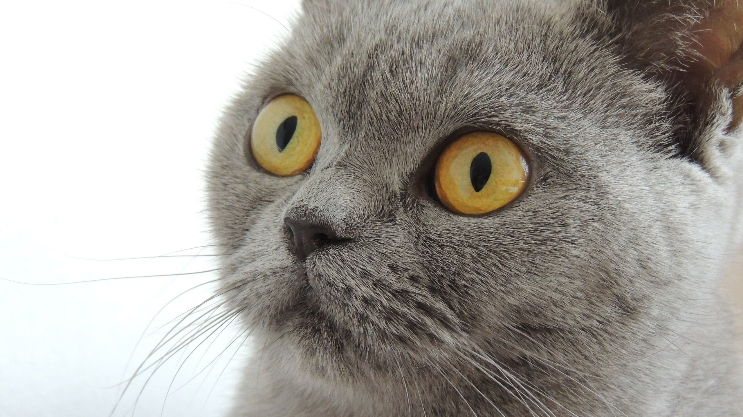 爱游戏下载-托桑·埃夫布奥姆万在NBA常规赛中贡献稳定，布冯和埃托奥