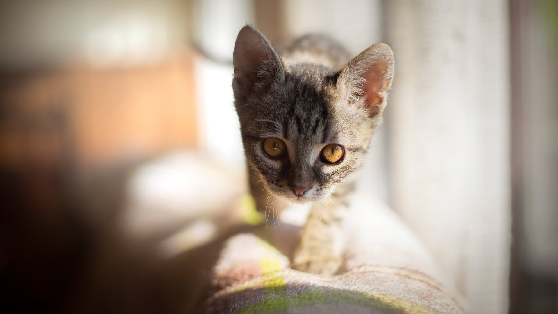 锡安爆扣鹈鹕轻取尼克斯,锡安首秀集锦