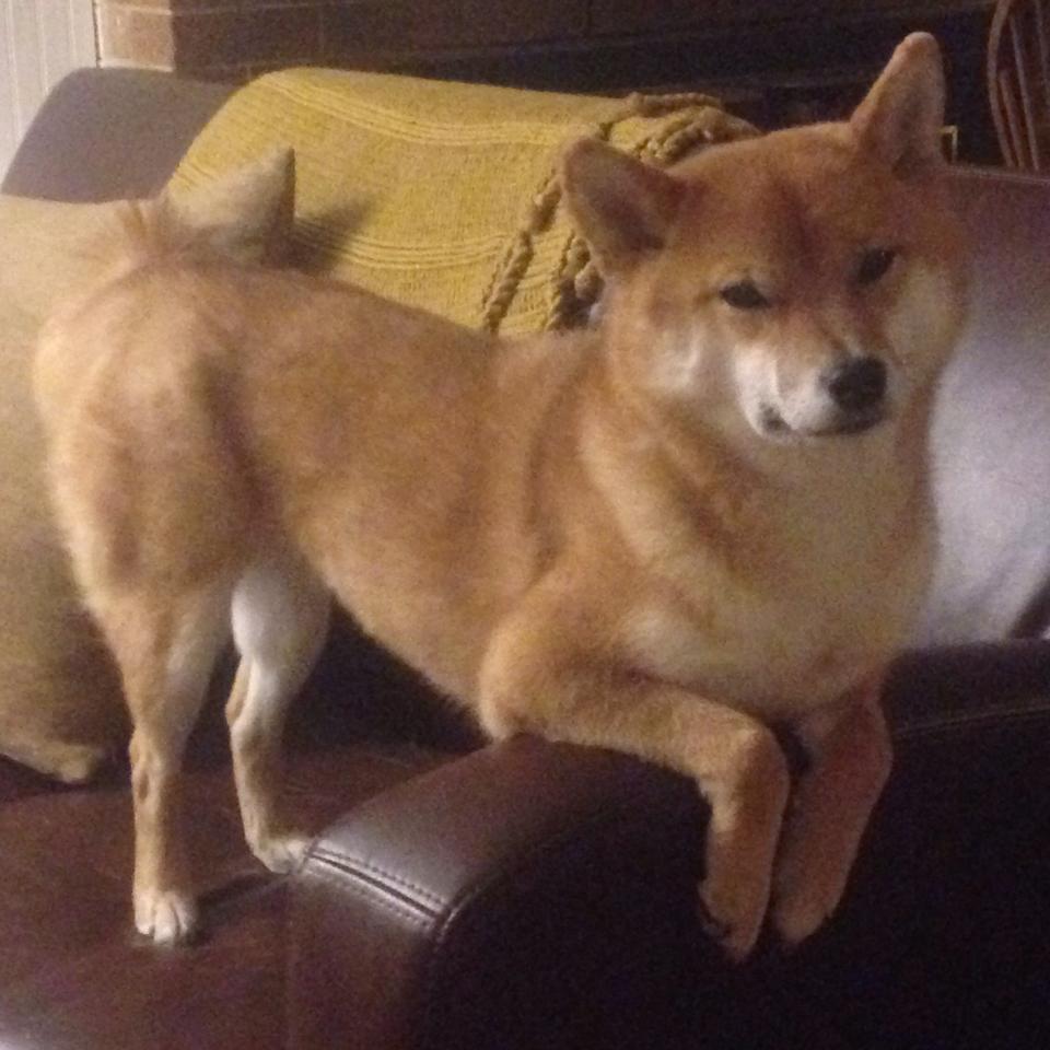 慢节奏阵地战是否更考验球员技术细节,慢节奏策略游戏