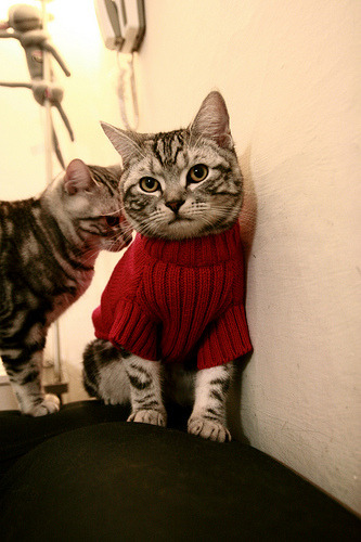 荷兰队在欧洲预赛中表现优异，晋级在望