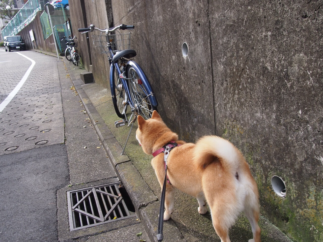 职业联赛季前训练营开放球迷参观提升粉丝参与感,职业联赛的要求