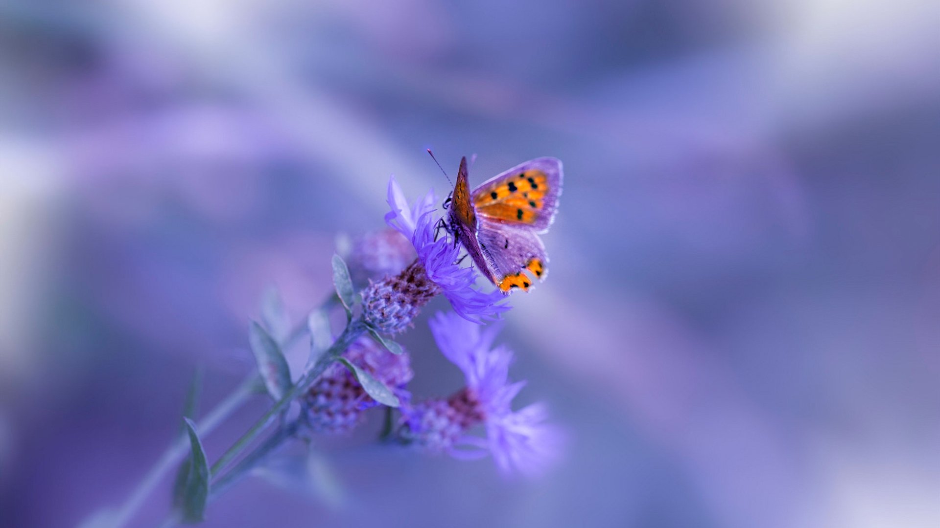 爱游戏官方-艾比·德尔福：用精准的防守预判让南非队在防线保持优势，艾德和比尔